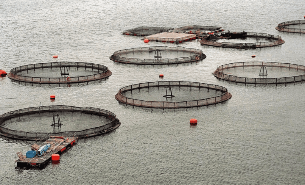 Tierra del Fuego, el primer lugar del mundo en prohibir la cría de salmones | Nacionales
