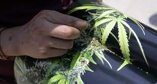 El ministro Kulfas asegura que la industria del cannabis medicinal generará 10.000 empleos | Nacionales