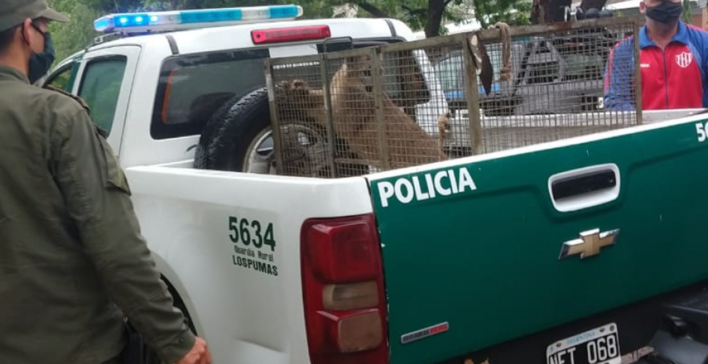 Los Pumas imputaron a más de 800 personas por diferentes delitos rurales | Noticias