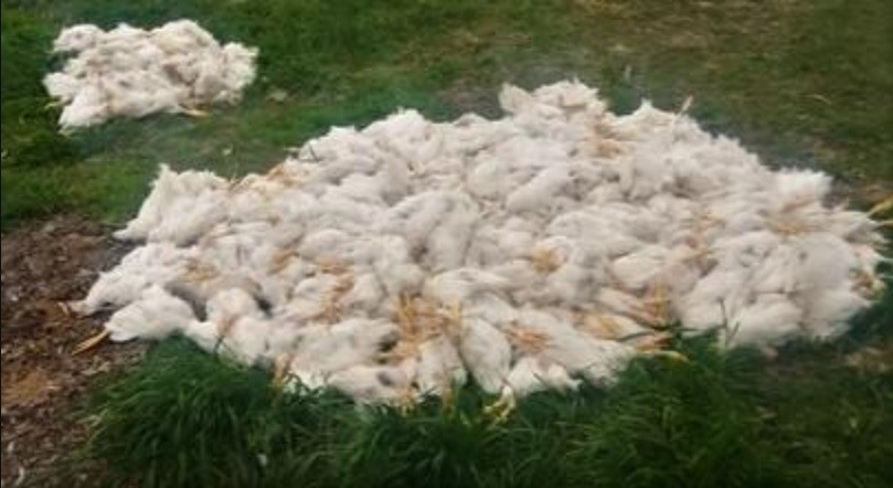 Acusan a dos nenes de matar a palazos a 700 gallinas en Reconquista | Noticias