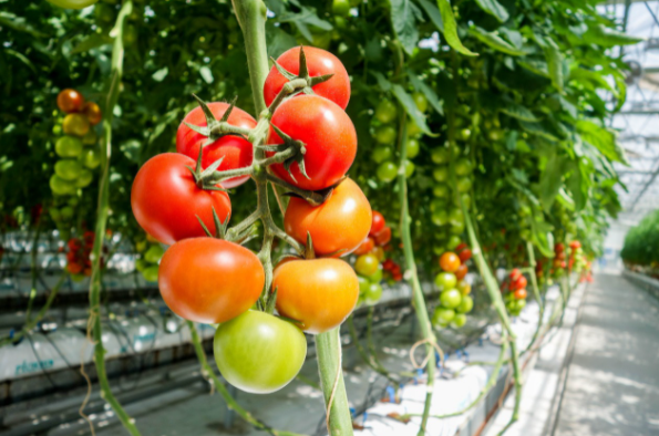 Buscan desarrollar un spray inocuo para cultivar hortalizas | Información General