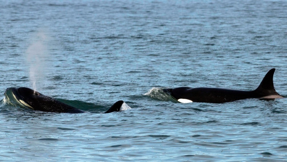Avistan por primera vez una cría de orcas frente a las costas de Río Negro | Nacionales