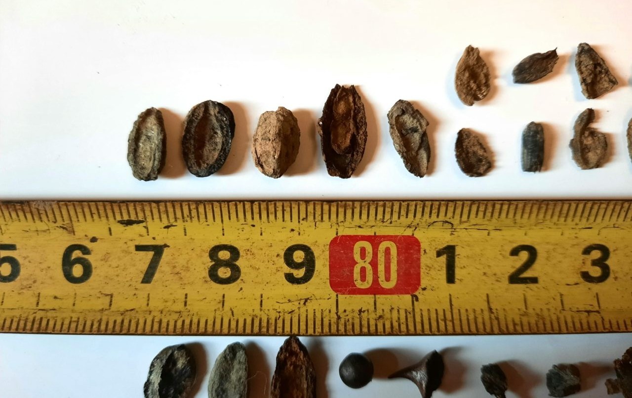 Encuentran fósiles de semillas, moluscos y peces de cinco mil años de antigüedad en San Pedro | Nacionales