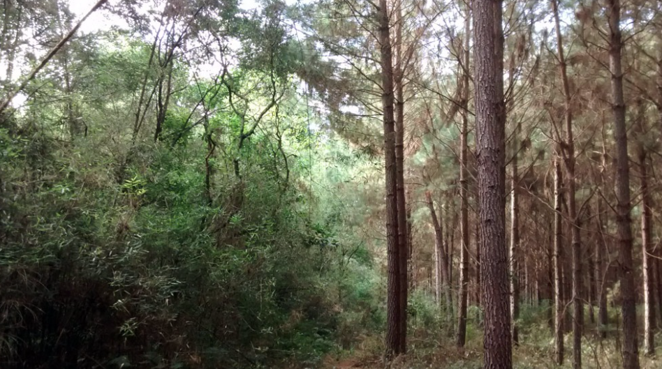 El Conicet desarrollará un plan de conservación en bosques cultivados | Información General