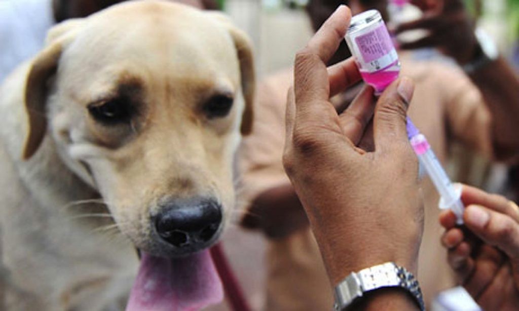 Rincón: este viernes vuelve la vacunación antirrábica de mascotas | Información General
