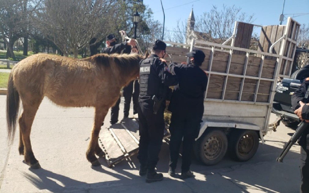 Maltrato animal: asistieron a un yegua lastimada y trasladaron a un joven | Noticias