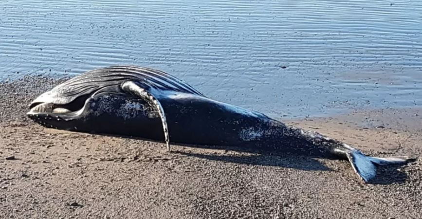 "Peligro biológico": Una ballena jorobada apareció muerta al sur de Chubut y piden a la población que no se acerque | Nacionales