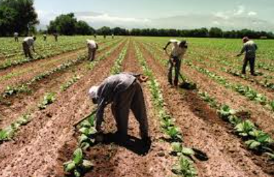 Se lanza una medida para mejorar las condiciones laborales de los trabajadores rurales | Noticias