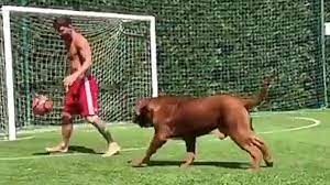 Dónde está Hulk, el enorme y cariñoso perro de Lionel Messi | Redes