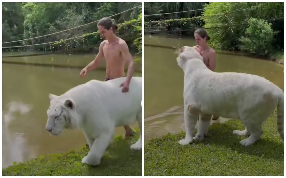 Un hombre se hace viral en Tik Tok por su amistad con un enorme tigre blanco | Redes