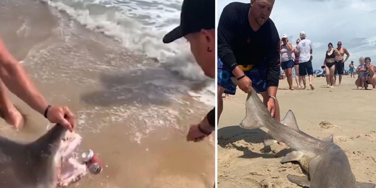 Video: usaron los dientes de un tiburón vivo para abrir una cerveza | Redes
