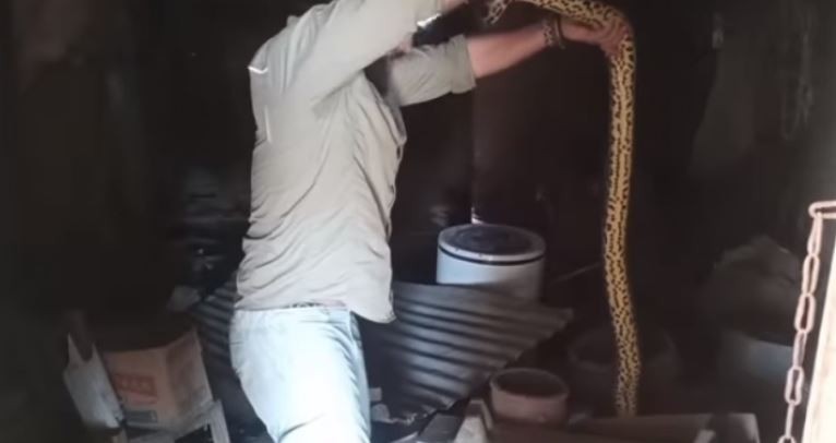 Refaccionaba la casa que heredó de su abuela y se encontró con dos anacondas | Nacionales