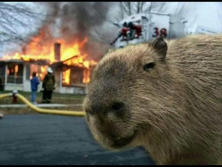 Explotan los memes de carpinchos en las redes: acá los mejores | Redes