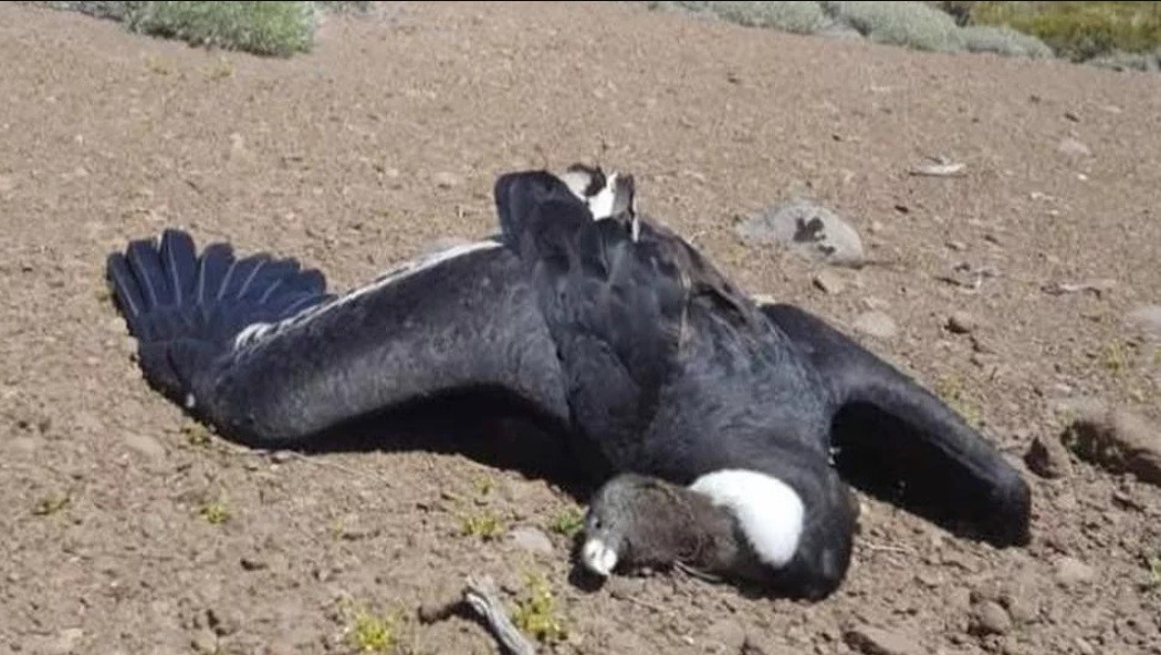 Un cóndor rescatado en 2017 apareció muerto por envenenamiento con agrotóxico | Nacionales