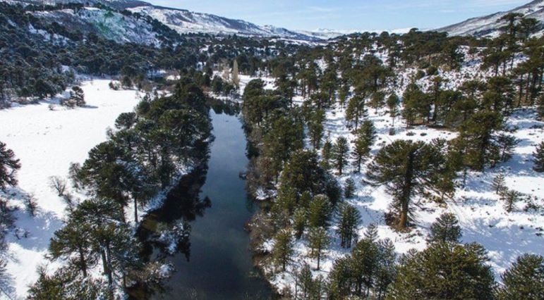 Otra tragedia en Neuquén: esta vez, la caída de una rama provocó la muerte de un bebé | Nacionales