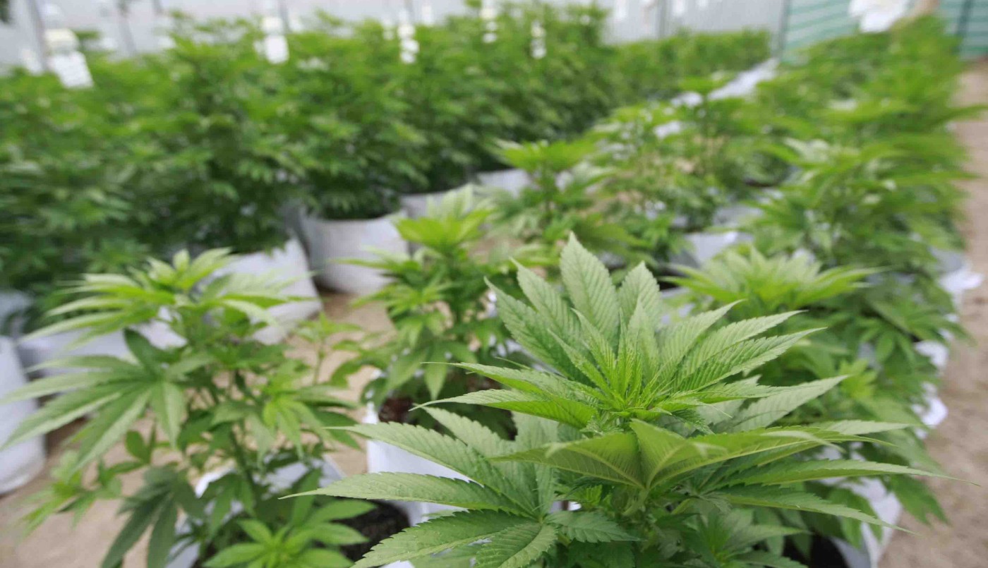 El 17,6% de las personas que usan cannabis lo hacen con fines medicinales, según encuesta nacional | Nacionales