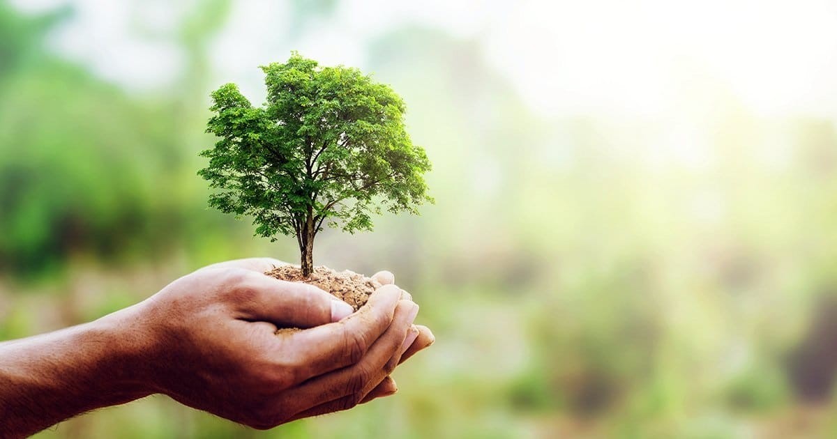 Por el Día del Árbol invitan a celebrarlo con una foto, video o material artístico | Información General