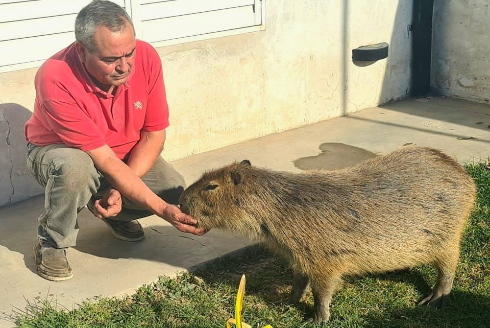 El carpincho que es tratado como parte de la familia en Coronel Pringles | Nacionales