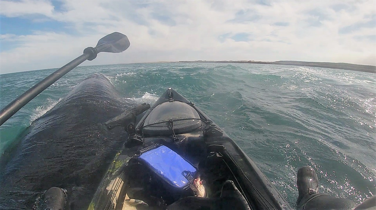 Video: Fue a pescar en kayak, tres ballenas lo rodearon y quedó sobre una de ellas | Nacionales