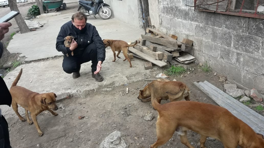 El municipio intervino en el rescate de 11 perros | Noticias