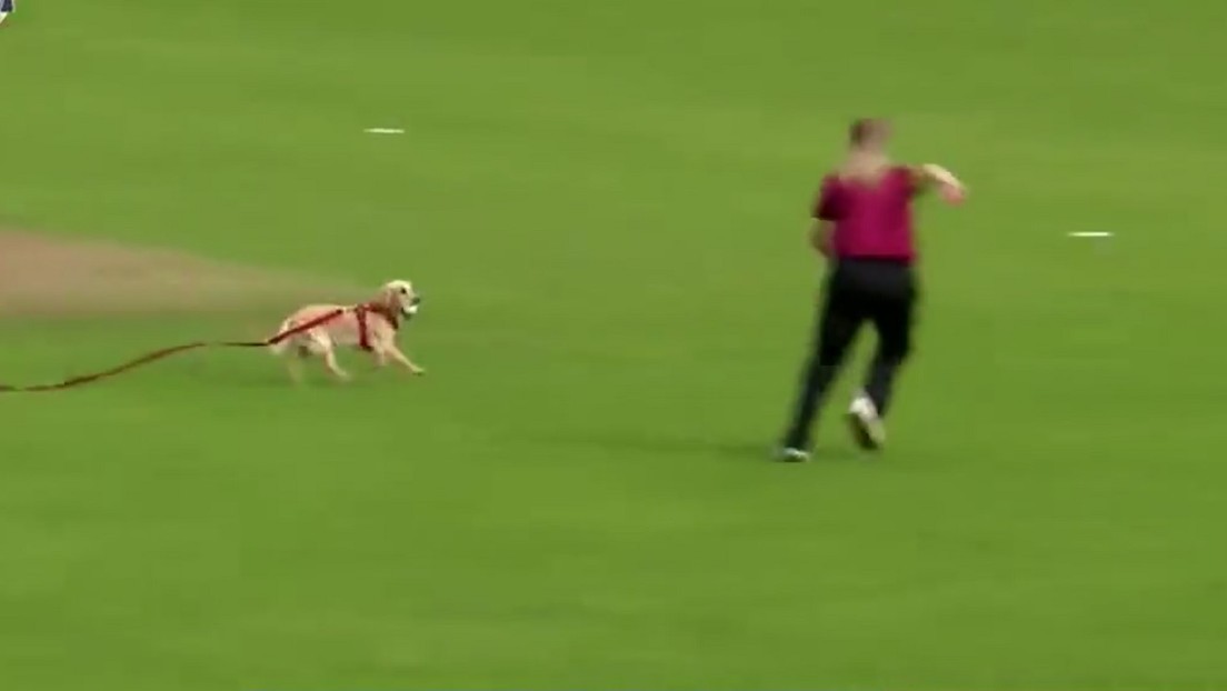 Video viral: Un perro sorprendió en una semifinal de cricket y se robó la pelota | Redes