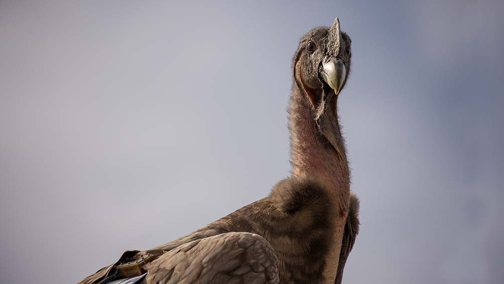 Liberaron con éxito a siete crías de cóndores, la suelta más grande realizada en Argentina | Nacionales