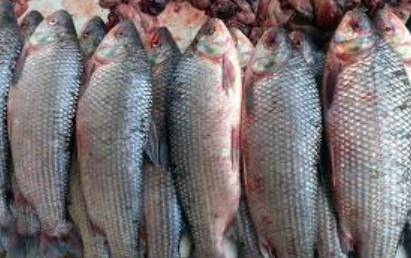 Bajante del Paraná: prohíben la exportación de pescados de río | Noticias