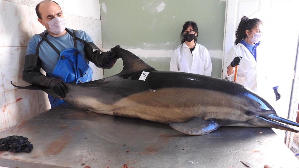 Río Negro: aparecieron muertos 16 delfines en la costa de San Antonio Oeste | Nacionales