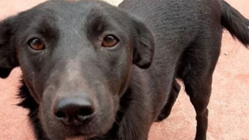 Detienen a un hombre acusado de zoofilia y asesinato contra una perra | Nacionales