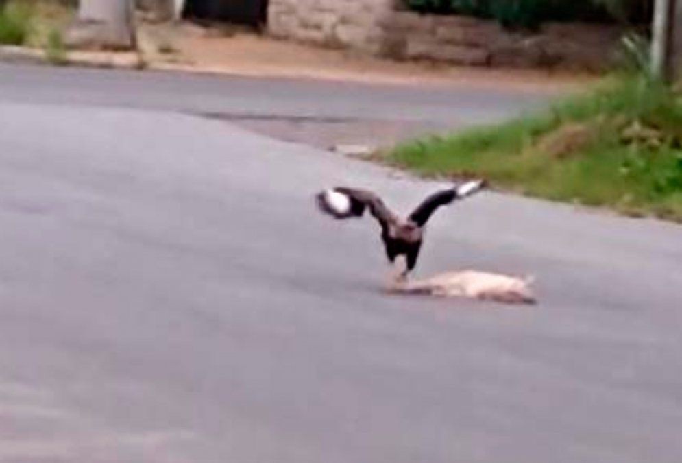 Video: el momento en que un carancho caza un gato por las calles de Lanús | Redes