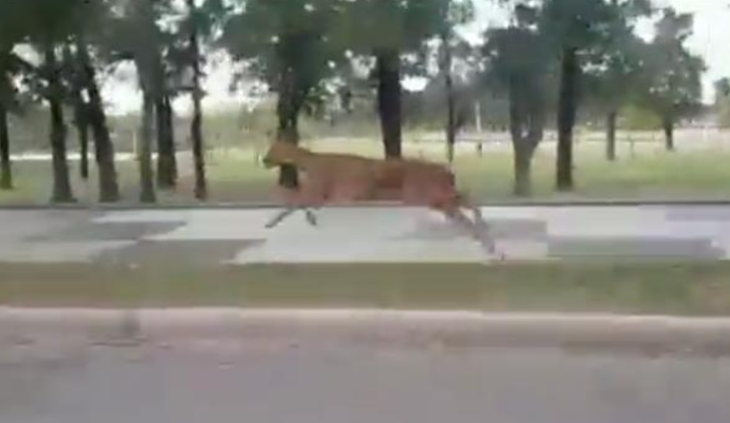 De no creer: filmaron un ciervo en el Parque del Sur | Información General