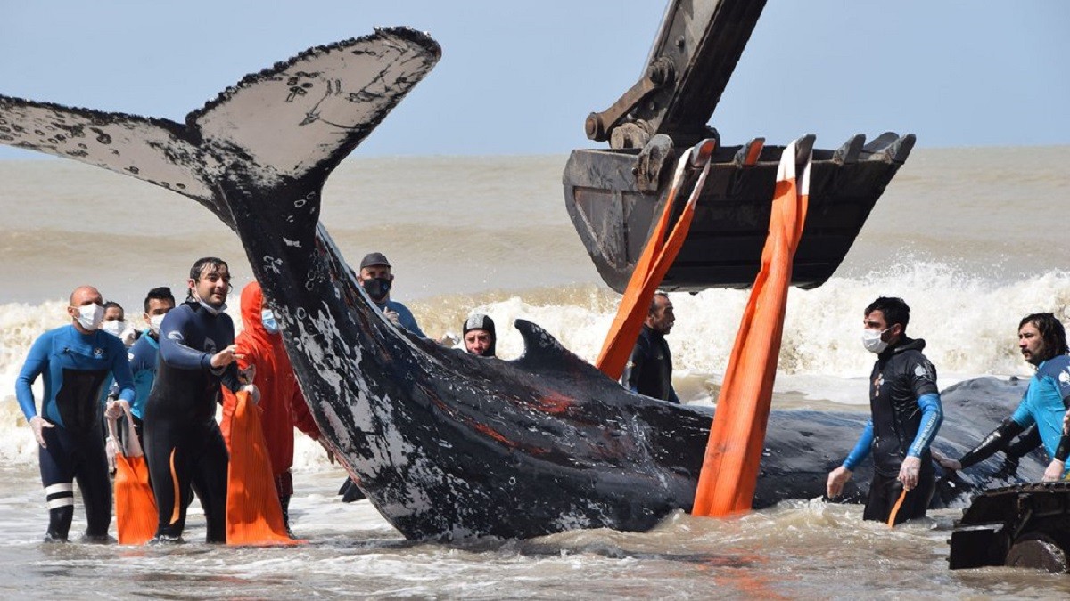 Video: el conmovedor rescate de dos ballenas en el Partido de la Costa | Nacionales