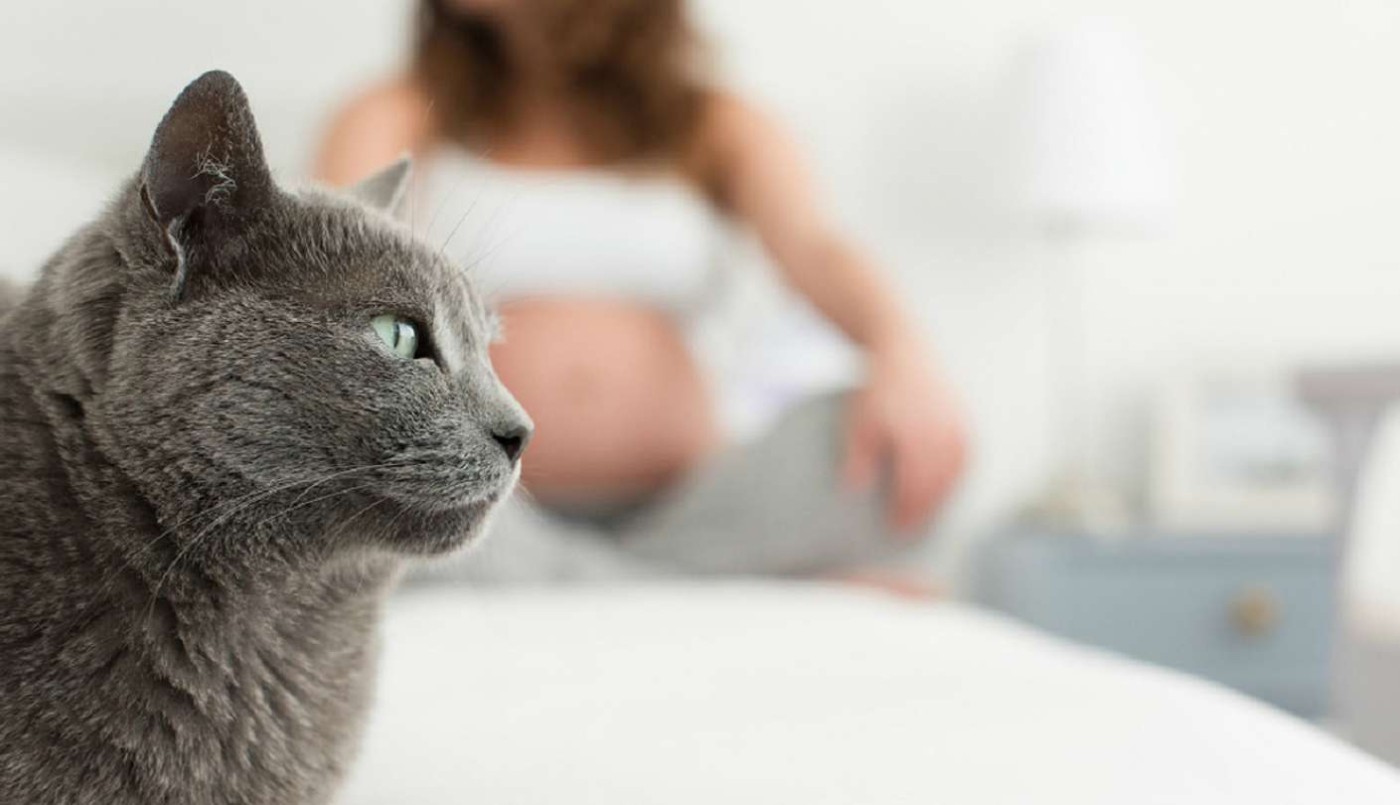 Un grupo de investigadores avanza en el desarrollo de una vacuna contra la toxoplasmosis | Información General