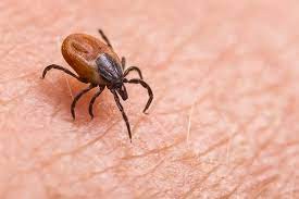 Identificaron en Japón un nuevo virus, Yezo: síntomas y cómo se transmite a humanos | Internacionales