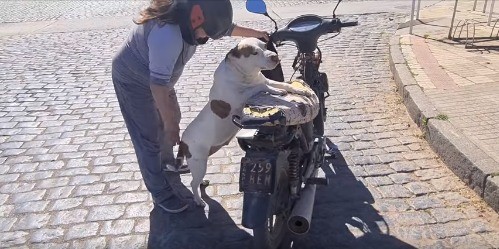 Video: la perrita “motoquera” que recorre las calles junto a su dueña | Nacionales