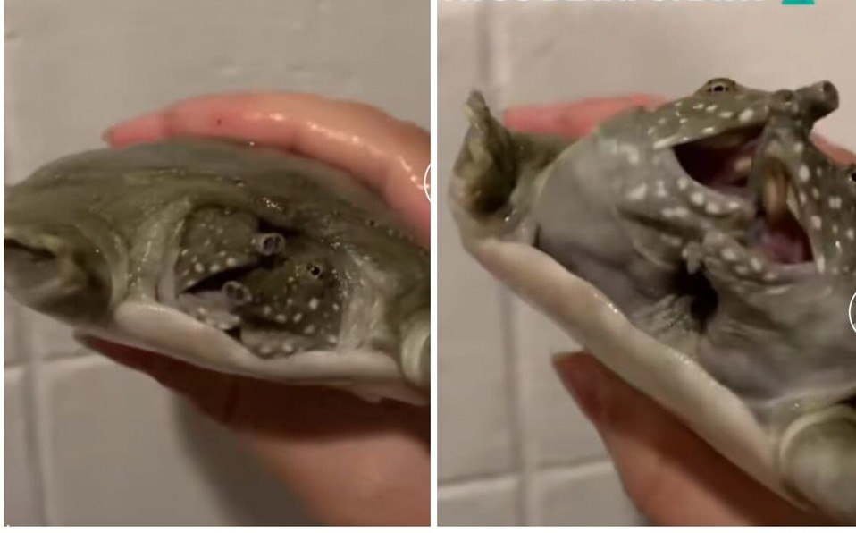 Video viral: el secreto que esconde esta tortuga de dos cabezas | Redes