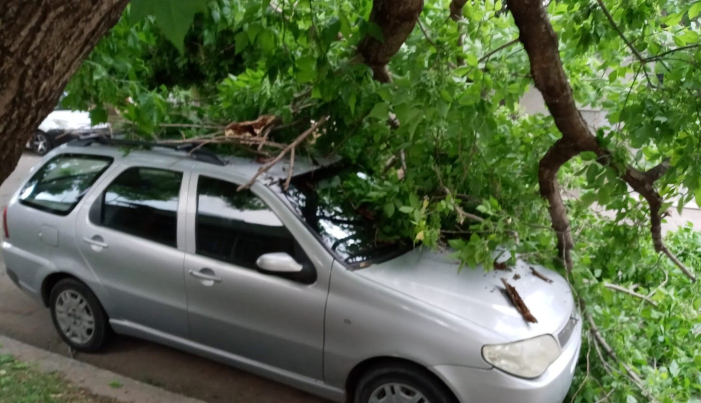 Consecuencias de las fuertes ráfagas: árboles caídos sobre autos y hasta cedió la pared de un edificio | Noticias