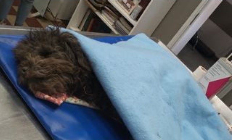 Pareja le dio una paliza al veterinario porque su caniche murió: el profesional está grave | Nacionales