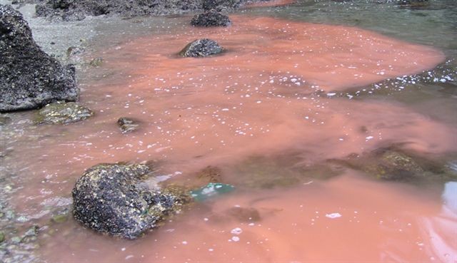 Marea roja en Chubut: Advierten sobre la alta concentración de "toxinas paralizantes" en moluscos | Nacionales
