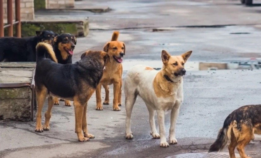 Otro ataque de perros callejeros en San Juan: un nene de 6 años resultó herido cuando jugaba en la vereda | Nacionales