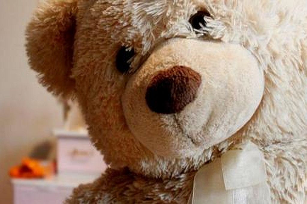 Apareció el oso que una nena santafesina buscaba intensamente | Noticias