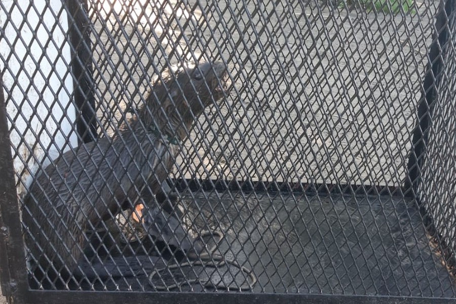 Berisso: rescataron a un pequeño lobo marino | Nacionales