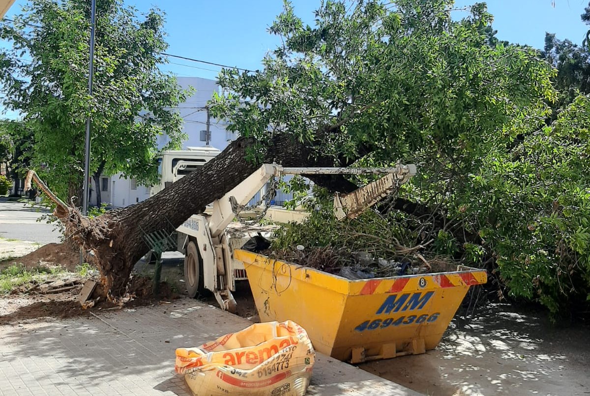 Quiso levantar el contenedor y arrancó el árbol de raíz | Información General