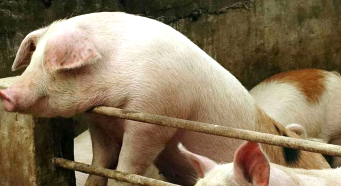 Declaran alerta sanitaria en todo el país por el virus de Peste Porcina Africana | Nacionales