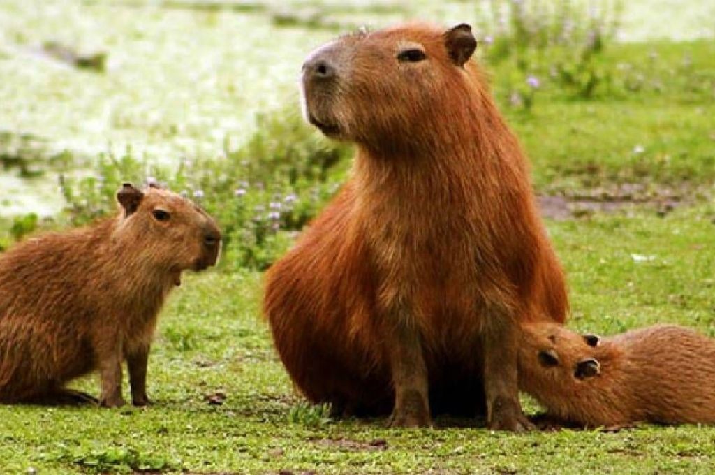 Echan a un funcionario de Corrientes que autorizó la caza de 200 carpinchos | Nacionales