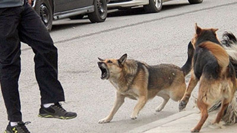 Un adolescente debió ser hospitalizado por el ataque de otra jauría en San Juan | Nacionales