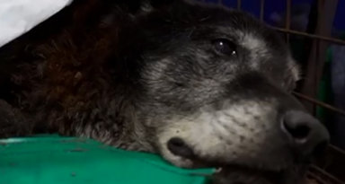 Video: Rescataron a un perro de una alcantarilla tras 20 horas de trabajo | Nacionales