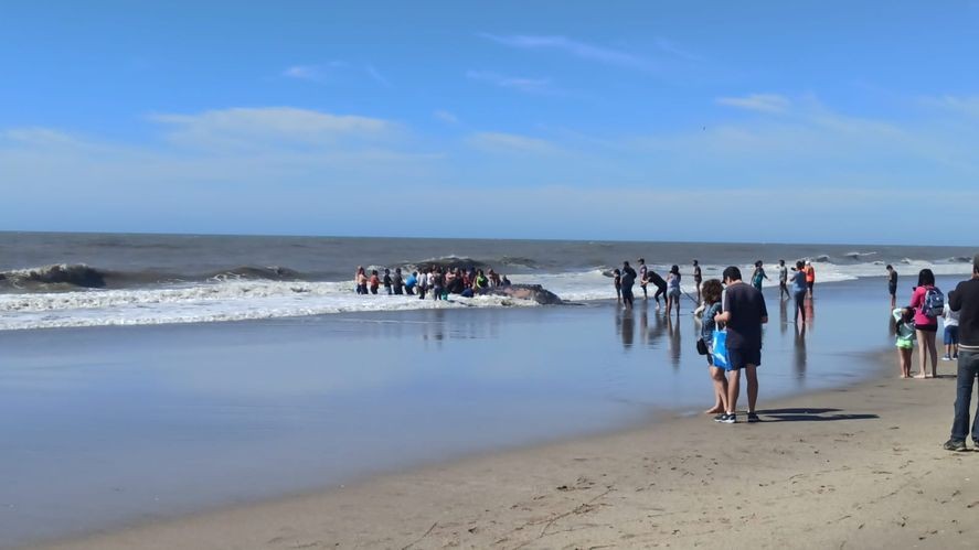 Rescatan y devuelven al mar una ballena de 4 toneladas varada en Villa Gesell | Nacionales