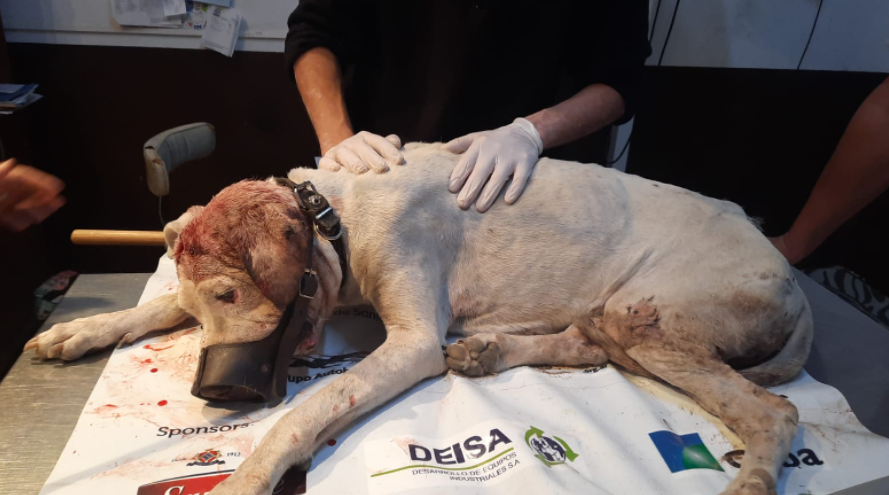 Personal del IMUSA atendió a un dogo que tenía dos machetazos en la cabeza | Noticias