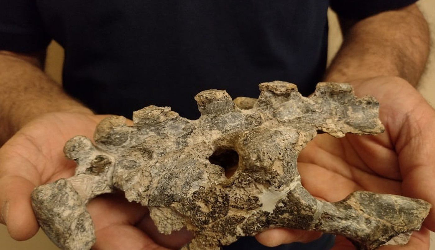 San Pedro: hallaron restos fósiles de un animal que vivió hace 500.000 años | Nacionales